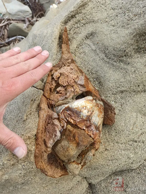 Son dakika: Çanakkale'de 9 milyon yıllık mamut fosilleri bulundu! Fosillerin yaşı nasıl tespit edildi? Jeoloji öğretim üyesi Dr. Sevinç Kapan A Haber'e anlattı 6