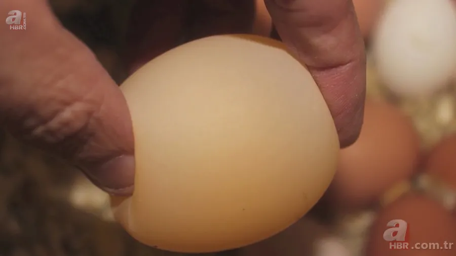 Tavuk kümesine girince gözlerine inanamadı 🥚 Günlük yumurtalarının üstünde adı ve soyadının baş harflerini gördü 🐔 22