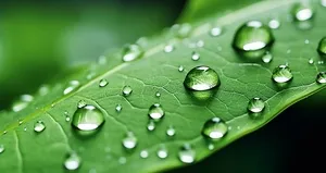 Faydalarına inanamayacaksınız