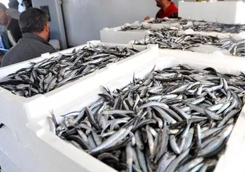 Düzce'de ağlar hamsi ile doldu