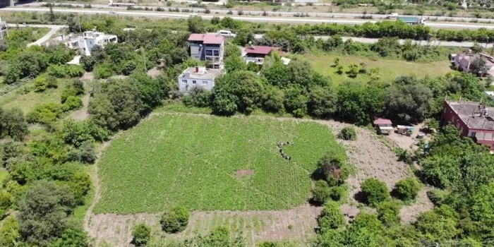 en-bereketli-topraklarda-hasat-basladi-3-donum-arazide-ekti-50-tlden-satiliyor-1715945367156.jpg En bereketli topraklarda hasat başladı: 3 dönüm arazide ekti 50 TL'den satılıyor - 3