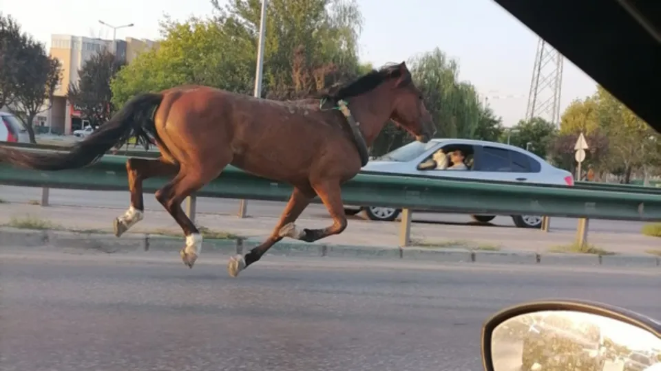 Gören şaştı kaldı! Trafiği altüst etti