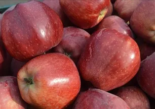 Pamuk prenses bile şaşırır! Her gün elma yemenin gerçek sırrı