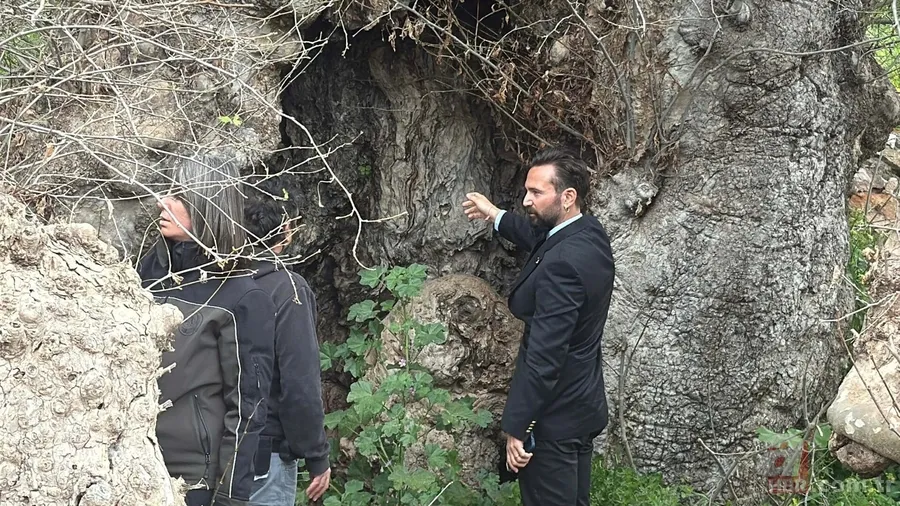Bodrum'da 2 bin yıllık çınar ağacı bulundu 1