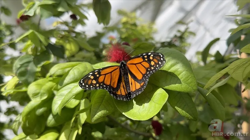 34 milyon yıl boyunca hiç bozulmadı: İşte dünyanın en eski kelebeği 4