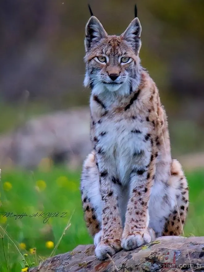 Son dakika: Türkiye'de görülen et yiyen çekirge şehri alarma geçirdi! Vatandaşlar tedirgin 13