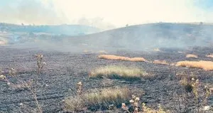Hasadı yapılan buğday tarlasında yangın!