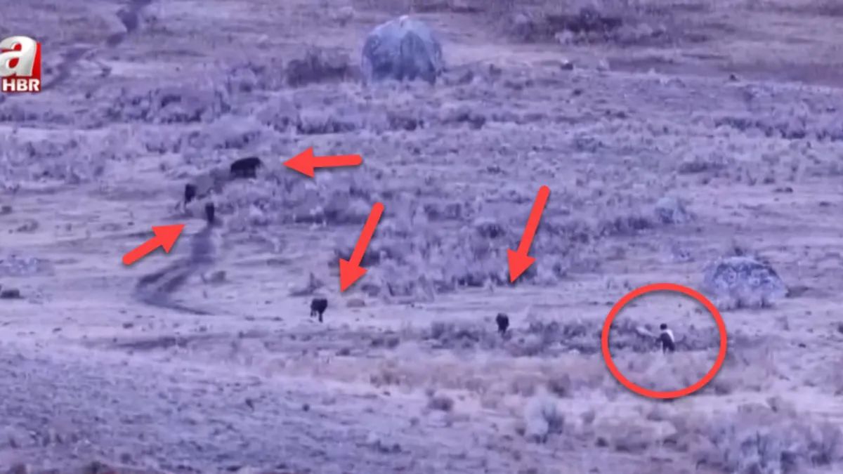 Kurt sürüsüyle karşılaşınca öyle bir şey yaptı ki! Dehşet içinde izlediler