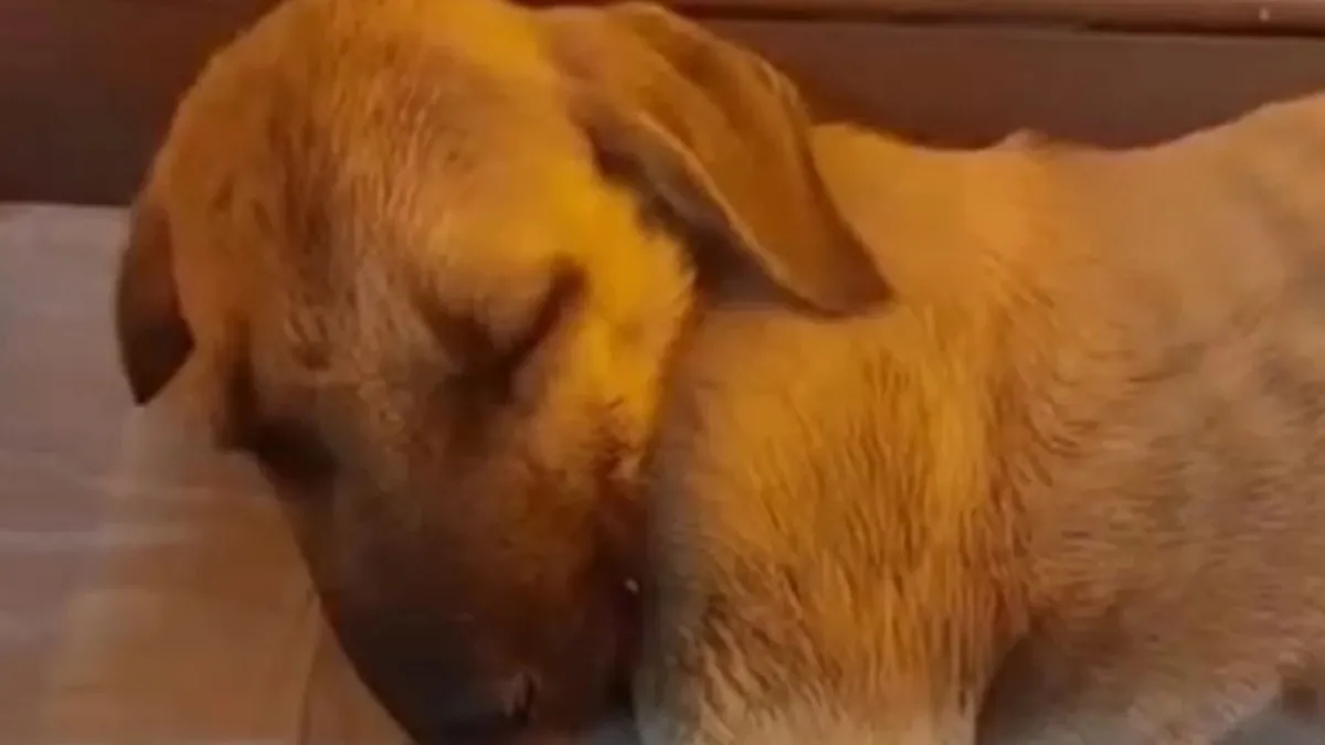 Sivas'ta yavru köpeğe sopayla şiddete para cezası