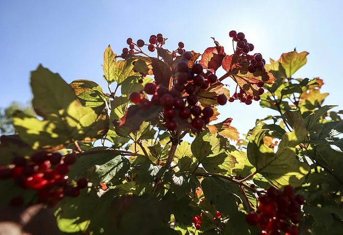 Türkiye’nin tıbbi aromatik bitkilerden geliri 150 milyar dolar olabilir