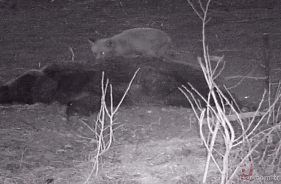 Rizeli esnafın tilkilerle gülümseten sohbeti! Böyle seslendi: Kahve mi çay mı yapayım? 13