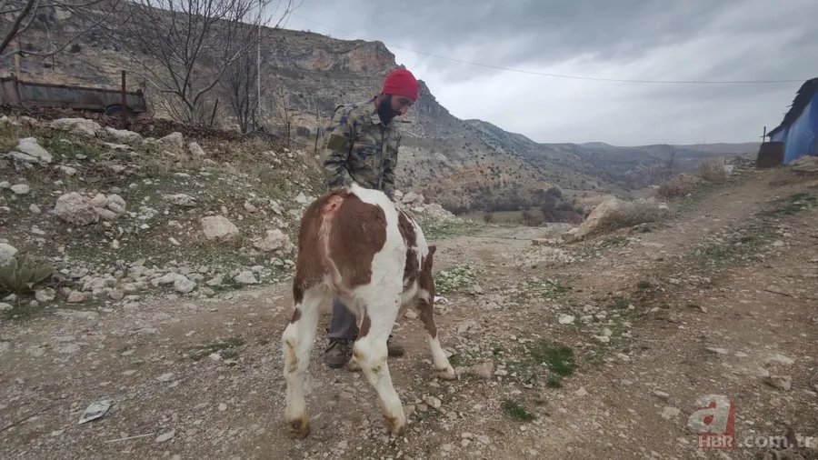 Görüntüler Afyonkarahisar’dan! Buzağıyı görünce büyük şok yaşadı... Gören şaştı kaldı 10