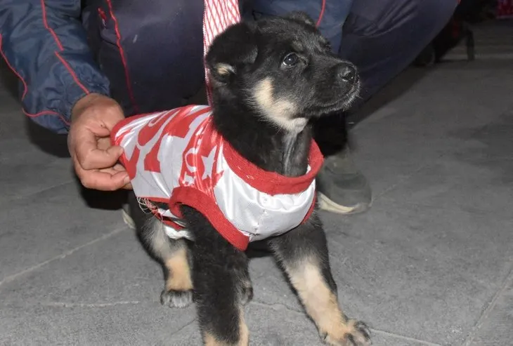 Sevimli köpek ’Zeytin’  maça formasıyla geldi! Türkiye Kupası finalinden renkli görüntüler