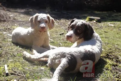 Dünyanın en pahalı mantarını özel eğitimli köpekler buluyor! Kilosu 1500 TL