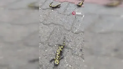 Elazığ’da benekli semender görüntülendi