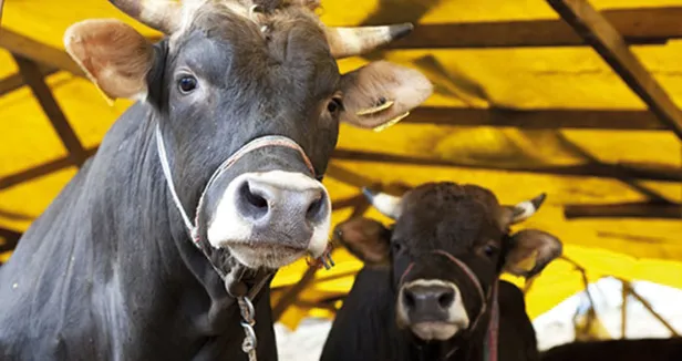 komik bayram mesajlari 2020 eglenceli