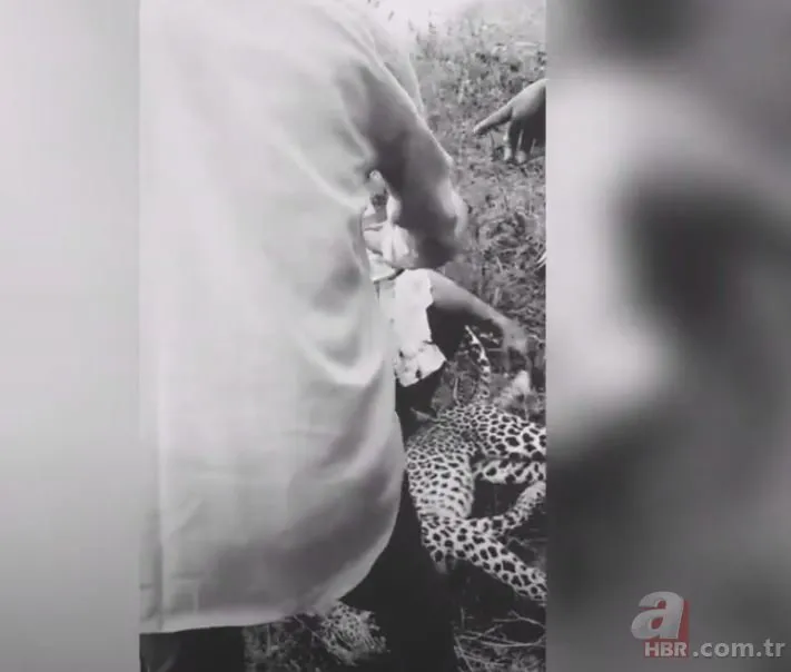 Ailesi için leoparı dizleriyle öldürdü! Hindistan’da dehşet dolu anlar