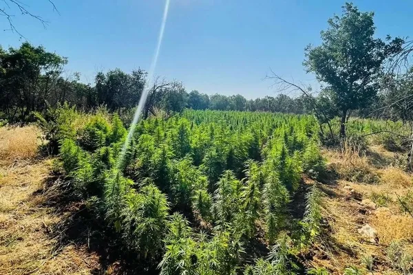 1663142275308.jpg 2022'de PKK'nın finans ayağı uyuşturucuya ağır darbe! 8,5 ton esrar ve 3 milyon 600 bin kök skunk ele geçirildi - 2