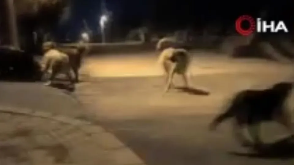 Ankara’da köpek dövüşü! Güçlükle böyle ayırdı