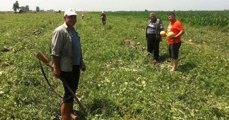 Mersin'de çiftçiler tarlada tüfekli hırsız nöbeti tutuyor - 2
