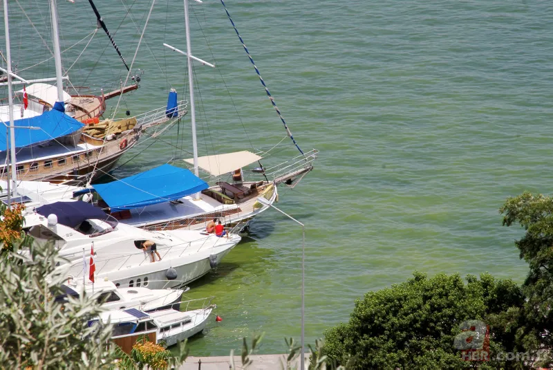 Fethiye Körfezi'nde alarm! Sarı ve yeşile büründü 3