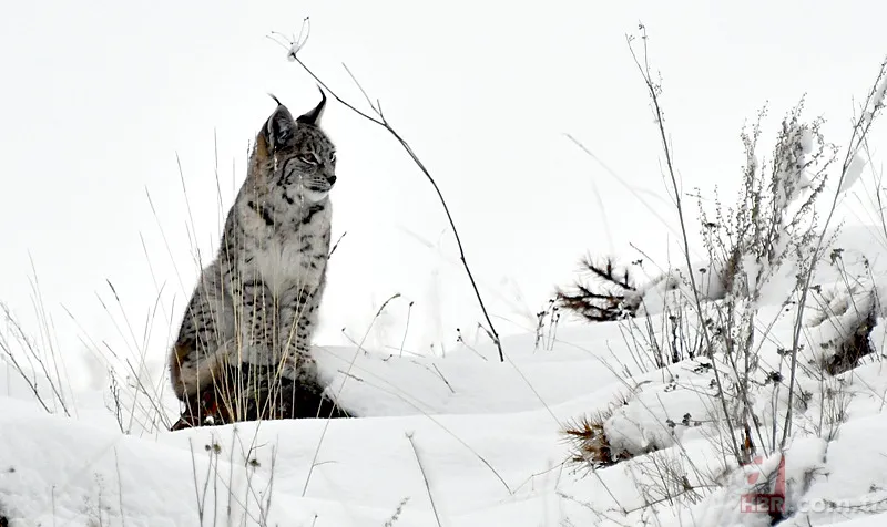 Nesli tehlike altındaki Kafkas vaşağı gündüz avlanırken görüntülendi! Vahşi doğa belgesellerini aratmadı 17