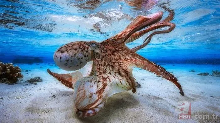 Günün ilginç kareleri 16