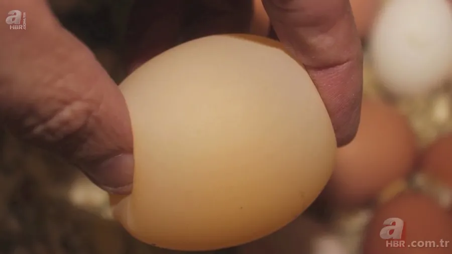 Beslediği tavuğun yumurtasını almak için kümese girdi! Yumurtayı eline alınca gözlerine inanamadı 14