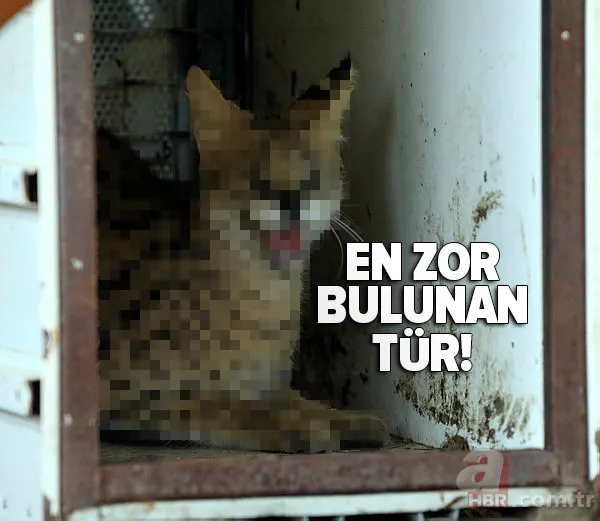 Kedigillerin en zor bulunan türü | İstanbul'da lüks bir malikanede ele geçirildi! Nesli neredeyse hiç kalmadı 1