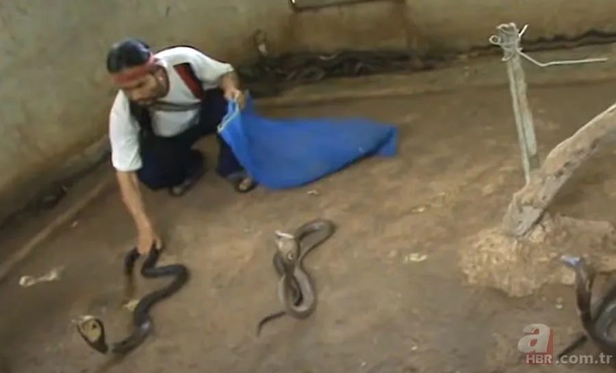 Yılan gösterisi için kobra seçen adam rahatlığıyla hayretler içinde bıraktı! 6