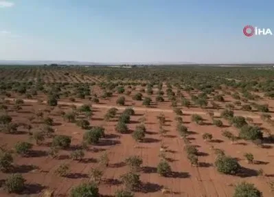 Gaziantep’te Fıstık hasatı başladı