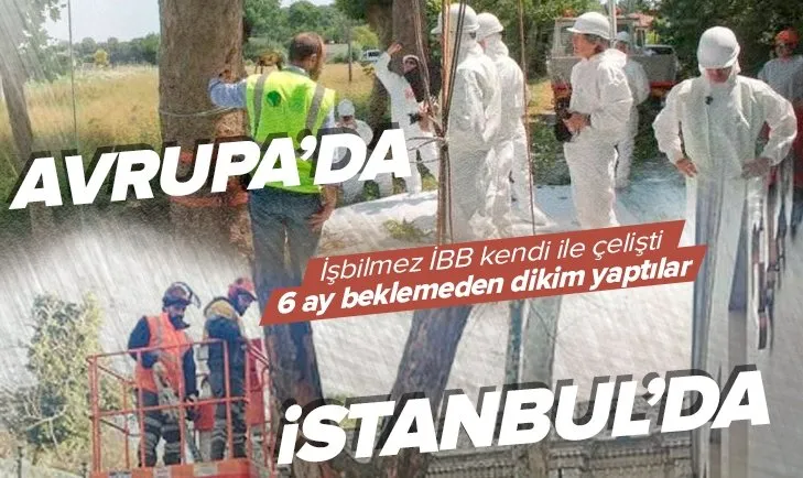 Çınarları kesen CHP’li İBB’ye tepki