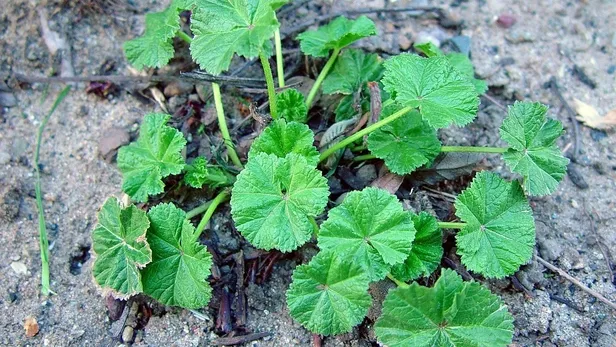 İbn-i Sina’nın Rehberinden Çıktı! Kolesterol, Kabız, İltihaplanma, Kemik, Cilt ve Saç Sorunlarını Bitiriyor