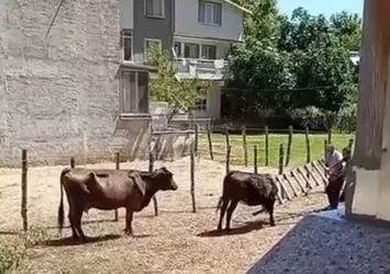 Meraklı ineğin başı sıkıştı