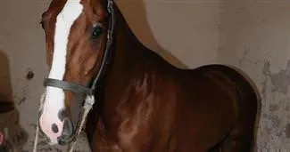 Ergenekon’da favori Haberal