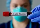 Corona virüs böcek ve sineklerle taşınabilir mi?