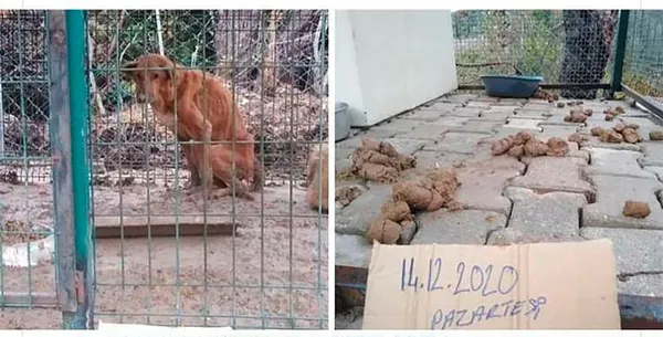 CHP’li belediye hayvanları kaderine terk etti! Bakanlık vahşete el koydu