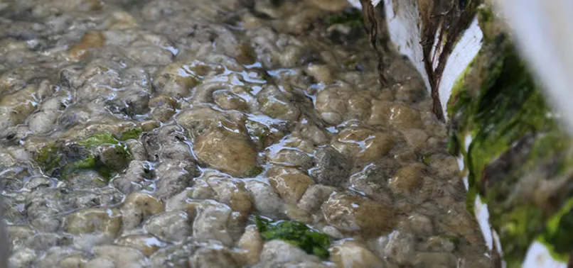 Kocaeli'de ekipler harekete geçti! 100 ton deniz salyası toplandı
