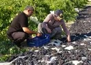 Bin rakımda yetişiyor, kilosu 600 liraya satılıyor!