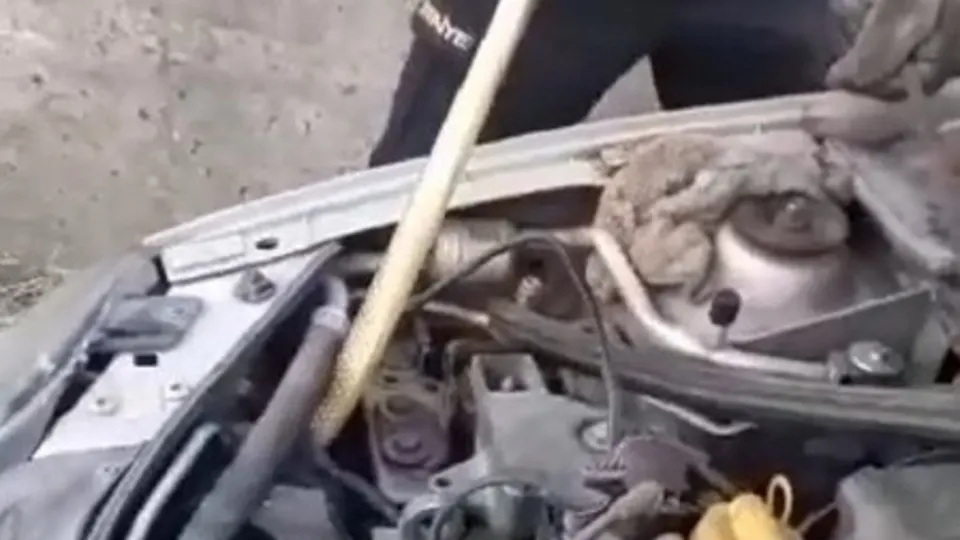 Arabanın motor kısmından çıkan şoke etti! Hemen ekiplere haber verdi