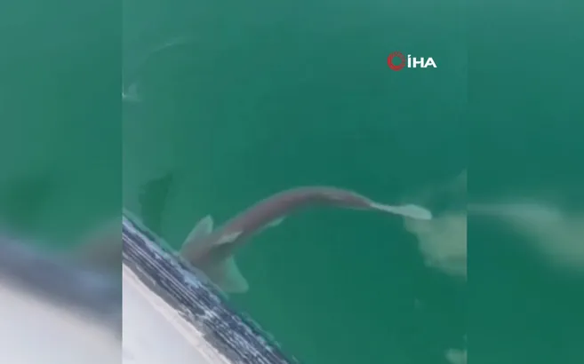 Yalova’da kayıkla ava çıkan balıkçıların oltasına takılan hayrete düşürdü! Gün içerisinde ikinci...