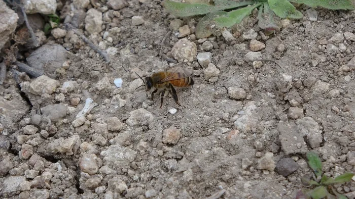 adanada-200-kovanda-bulunan-binlerce-ari-telef-oldu-1645510217195.jpg Adana'da 200 kovanda bulunan binlerce arı telef oldu - 2