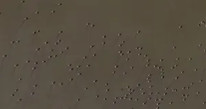 Yine orada toplandılar! İşte doğa harikası görüntüler