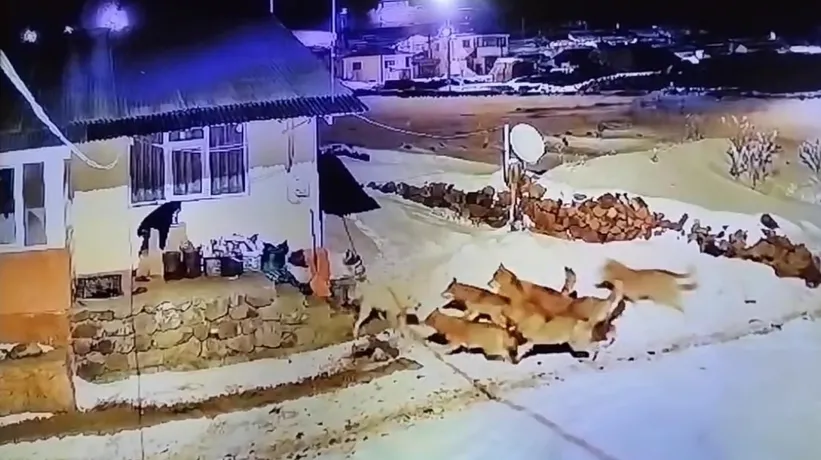 Kurt sürüsü bir anda saldırdı! Tek başına böyle karşı koydu