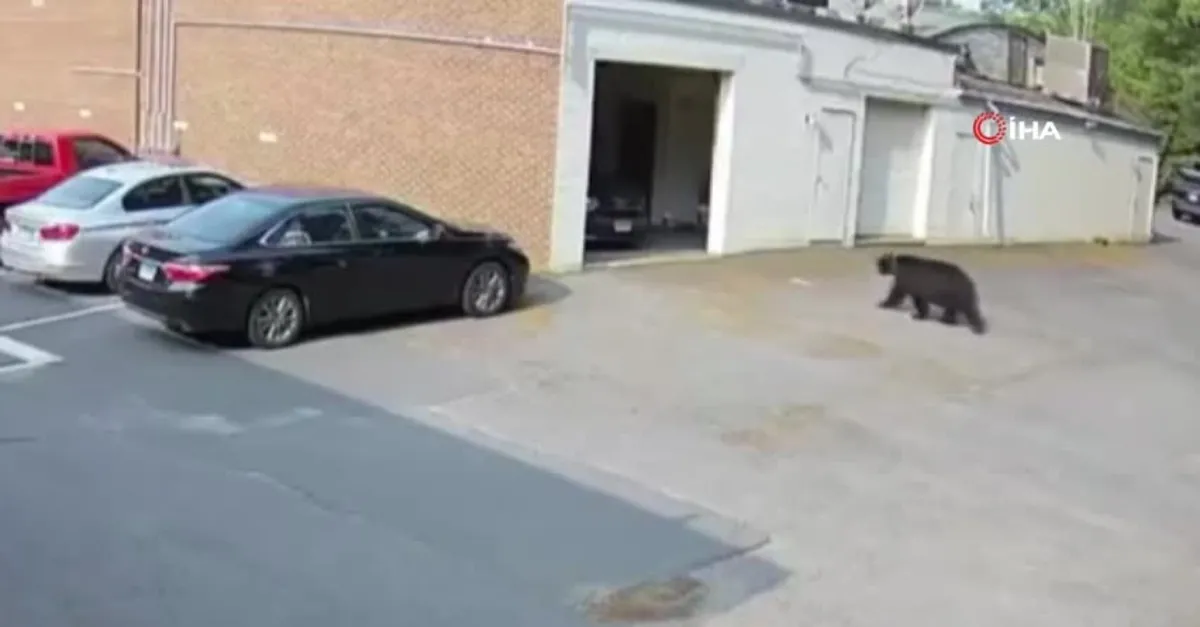 Fırına girdi onlarcasını yedi! Ayı paniği kamerada