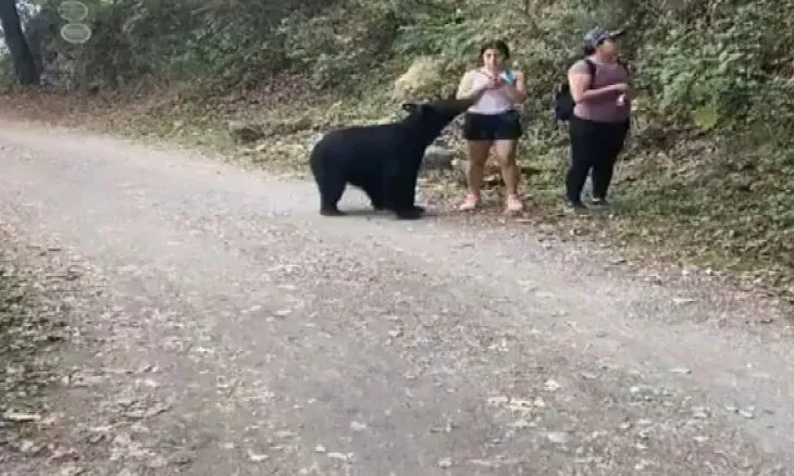 Parkta karşılaştıkları ayı ile selfie çektiler! Nefes kesen görüntüler saniye saniye kamerada
