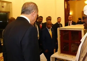 Cumhurbaşkanı Erdoğan'a hediye edilen aslanlar Gaziantep'teki yuvalarına yerleştirildi