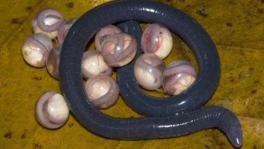son dakika olumsuz yilan mi solucan