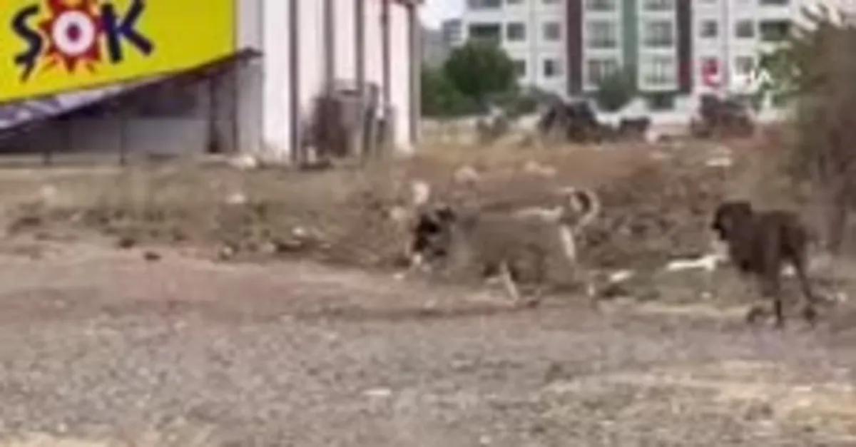 Diyarbakır'da başıboş köpekler dehşet saçtı! Telef ettiği kediyi yemek için yer aradı