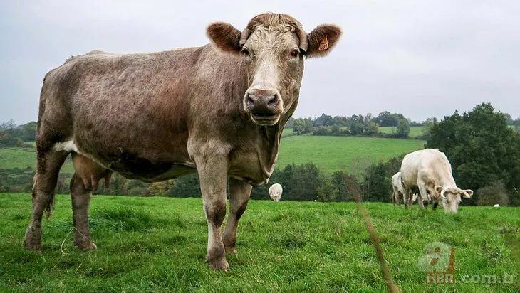 Vahşet! Süt için ineklere yaptıklarına bakın...